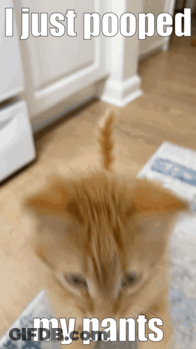 Cat Saying I Just Pooped My Pants GIF