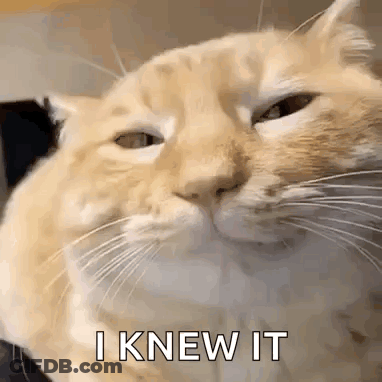 Cat Saying I Knew It GIF