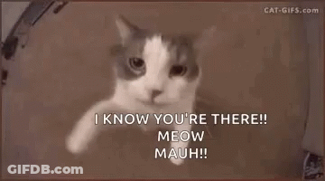 Cat Saying I Know You're There GIF