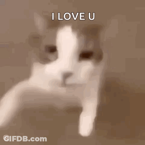 Cat Saying I Love U GIF