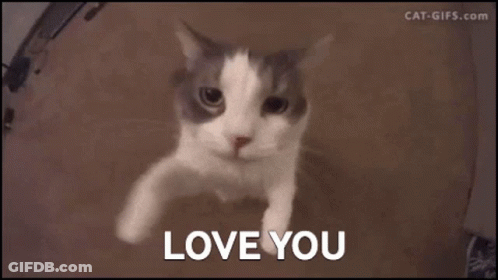 Cat Saying I Love You GIF