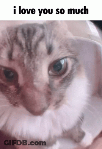 Cat Saying I Love You So Much GIF