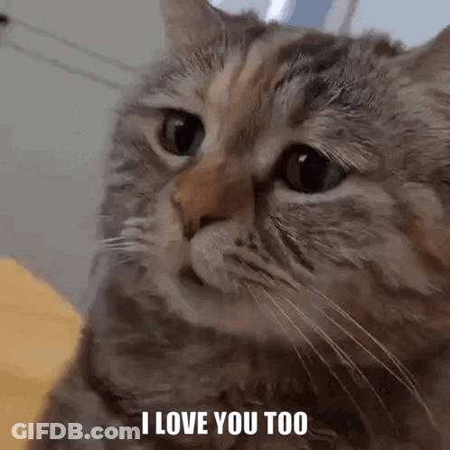 Cat Saying I Love You Too GIF