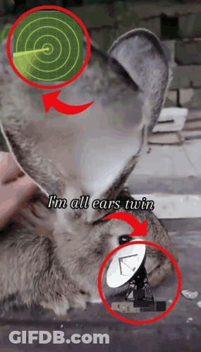 Cat Saying I'm All Ears Twin GIF