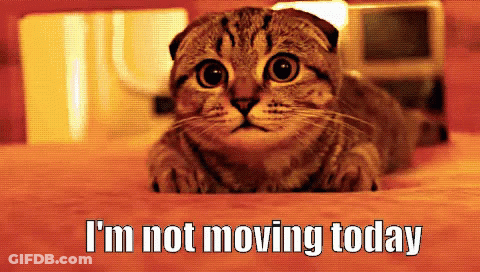 Cat Saying I'm Not Moving Today GIF