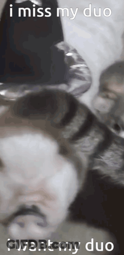 Cat Saying I Miss My Duo I Want My Duo GIF