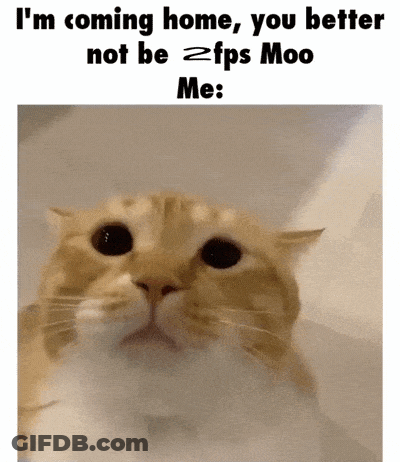 Cat Saying Im Coming Home GIF