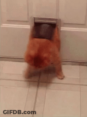 Cat Saying Isn't That Funny GIF