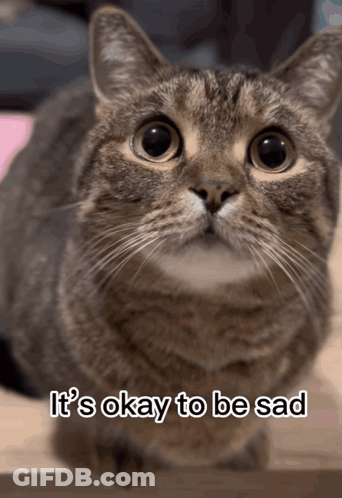Cat Saying It's Okay To Be Sad GIF
