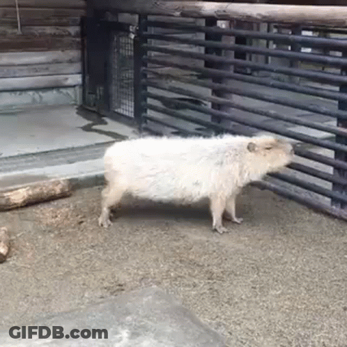 Cat Saying Jai Hind Doston GIF