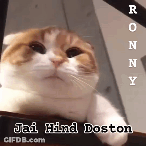 Cat Saying Jai Hind Doston GIF