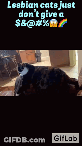 Cat Saying Lesbian Cats Just Don T Give A $ & @ # % GIF