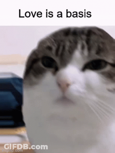 Cat Saying Love Is A Basis GIF