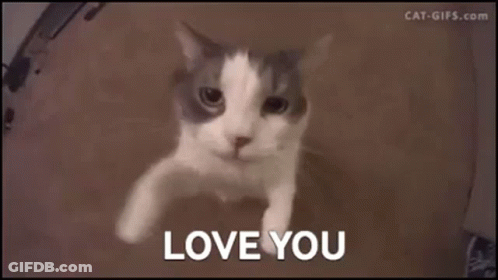 Cat Saying Love You GIF
