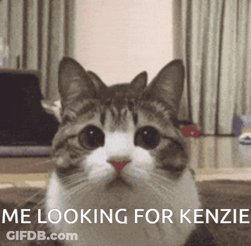 Cat Saying Me Looking For Kenzie GIF
