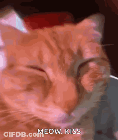 Cat Saying Meow Kiss GIF