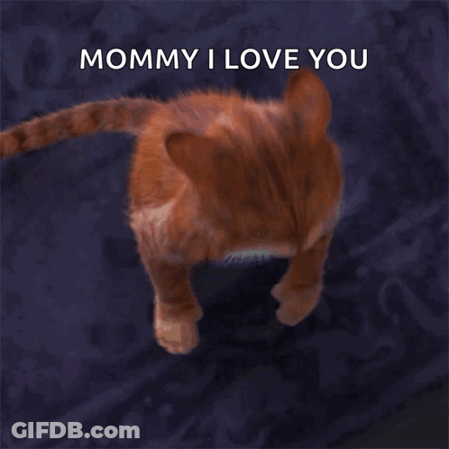 Cat Saying Mommy I Love You Meow GIF