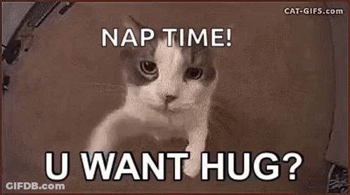 Cat Saying Nap Time! U Want Hug? GIF