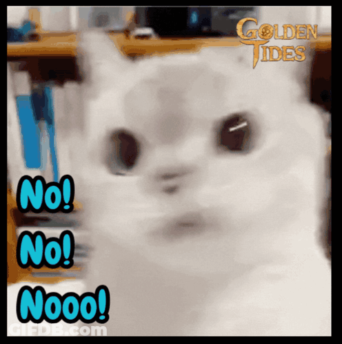 Cat Saying No No Nooo GIF