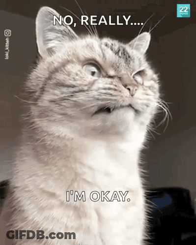 Cat Saying No Really I'm Okay GIF