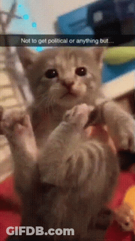 Cat Saying Not To Get Political Or Anything But GIF