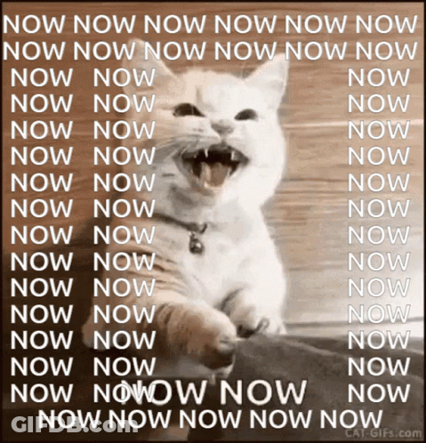 Cat Saying Now GIF