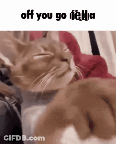 Cat Saying Off You Go Fella GIF