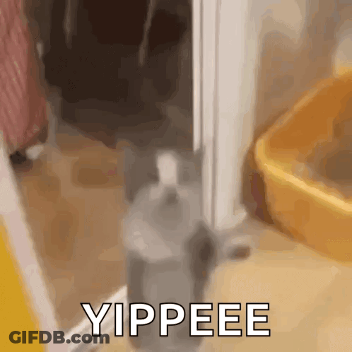 Cat Saying Oh Hell It's Monday GIF