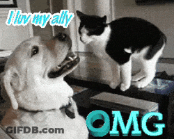 Cat Saying Omg Next To Dog GIF