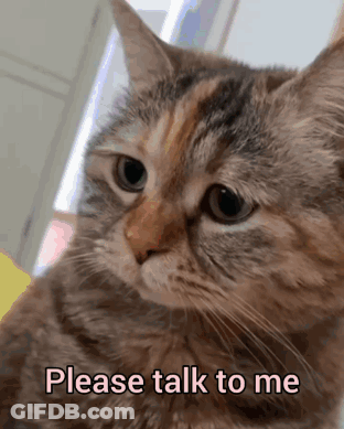 Cat Saying Please Talk To Me GIF