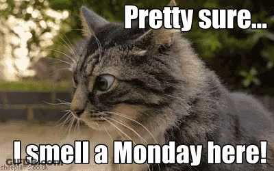 Cat Saying Pretty Sure I Smell Monday GIF