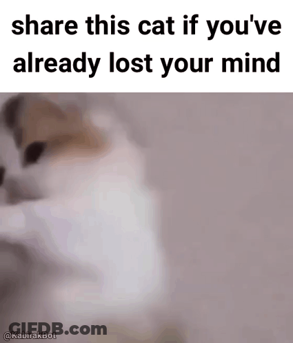 Cat Saying Share This Cat If You've Already Lost Your Mind GIF