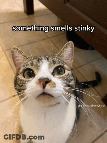 Cat Saying Something Smells Stinky GIF