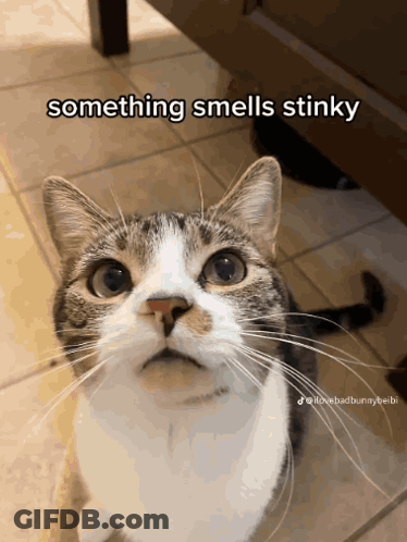Cat Saying Something Smells Stinky GIF