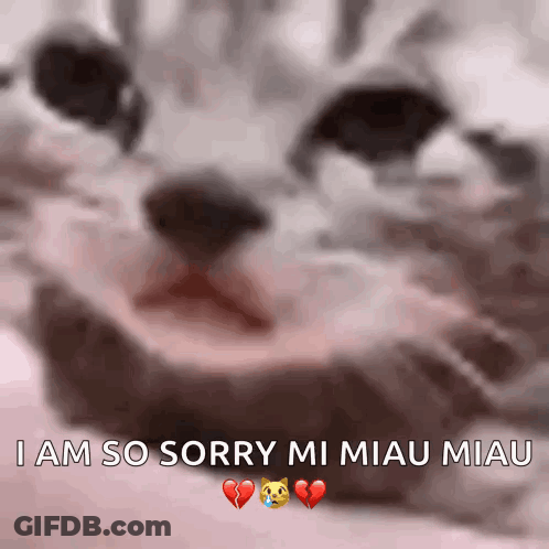Cat Saying Sorry Mi Miau Miau GIF