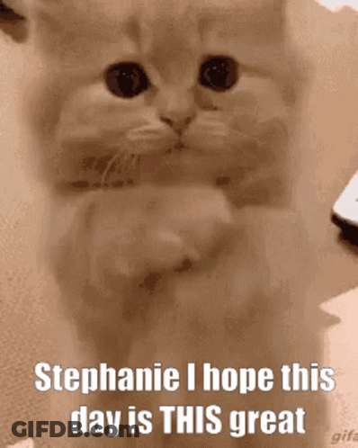Cat Saying Stephanie I Hope This Day Is This Great GIF