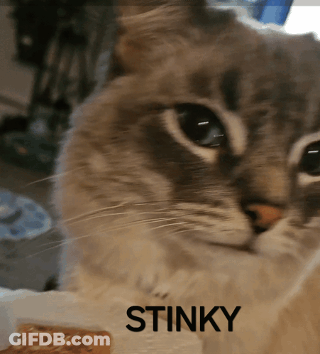 Cat Saying Stinky GIF