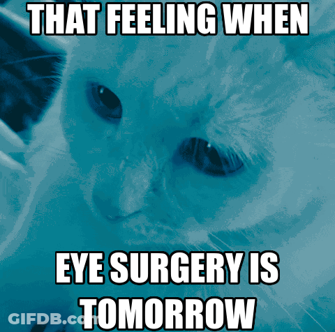 Cat Saying That Feeling When Eye Surgery Is Tomorrow GIF