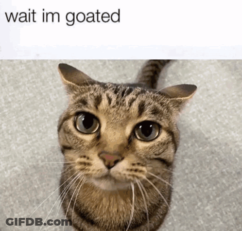 Cat Saying Wait Im Goated GIF
