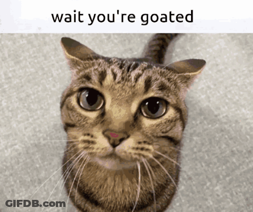 Cat Saying Wait You're Goated On It GIF