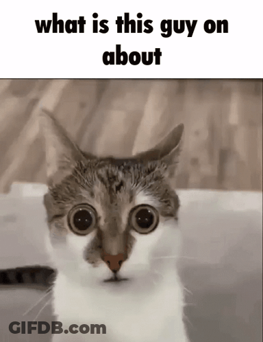 Cat Saying What Is This Guy On About GIF