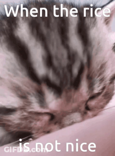 Cat Saying When The Rice Is Not Nice GIF