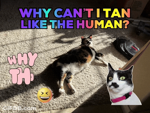 Cat Saying Why Can't I Tan Like The Human GIF