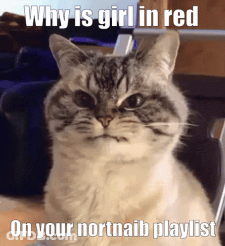 Cat Saying Why Is Girl In Red On Your Northaib Playlist GIF