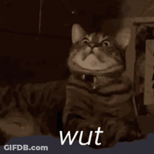 Cat Saying Wut GIF