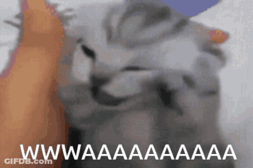 Cat Saying Wwwaaaaaaa GIF
