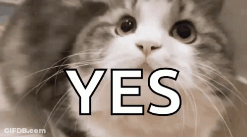 Cat Saying Yes GIF