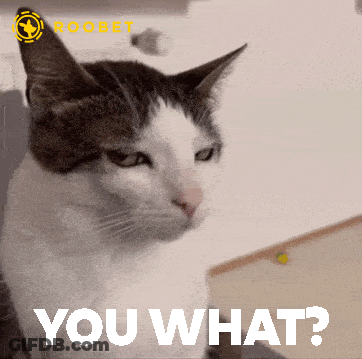 Cat Saying You What GIF