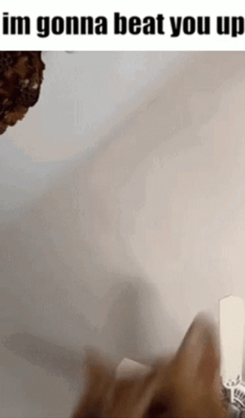 Cat Says I'm Gonna Beat You Up GIF