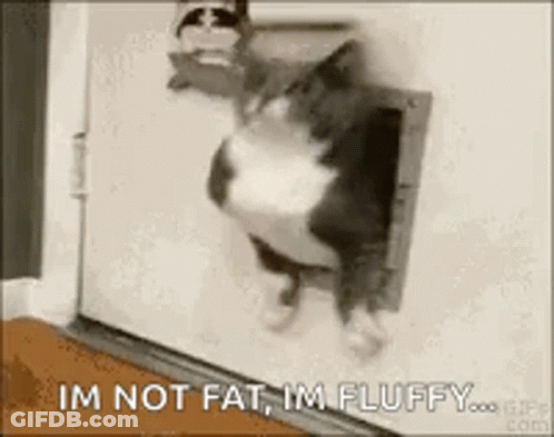 Cat Says Im Not Fat Im Fluffy GIF